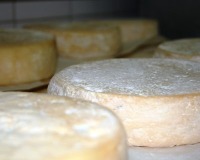 Projeto “Escolas do Queijo” aborda afinação do queijo