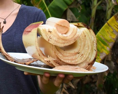 Projeto inovador pretende utilizar palmito da bananeira como alimento