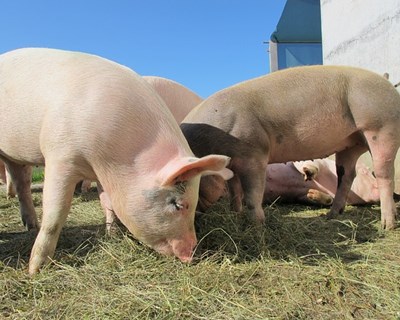 Projeto PIGS+CARE – Otimização da produção de carcaças pesadas de suíno de modo natural e zeloso sem recurso à castração