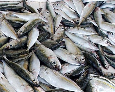 Quantidade de peixe capturado em 2016 foi a segunda mais baixa desde 1969