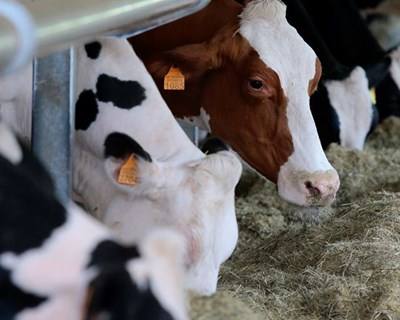 Quatro cooperativas leiteiras galegas unem-se para agrupar 410 milhões de litros de leite