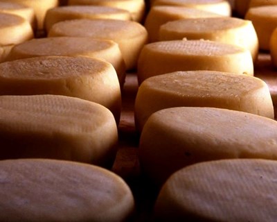Queijaria de Celorico da Beira congela queijo para atenuar perdas