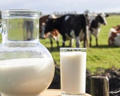 Queijaria Furnense vai vender ‘Mimi Alfa2’ para pessoas intolerantes à lactose