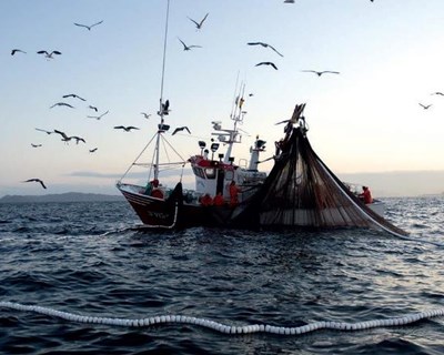 Quotas de pesca para 2019 crescem com aumento da abundância de várias espécies