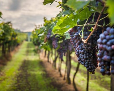 Resíduos do vinho dão vida a novos alimentos benéficos para a saúde
