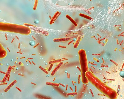 Salmonella e Campylobacter continuam a mostrar altos níveis de resistência aos antibióticos