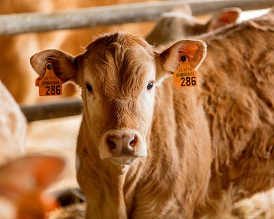 Tecnologia TRACEBACK® de ADN permite garantia científica da tenrura da carne de bovino