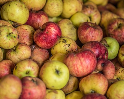 Temporada da exportação da maçã portuguesa já se encontra aberta