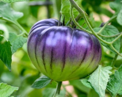 Tomate GM roxo com altos níveis de antioxidantes poderá ser cultivado nos EUA em 2023