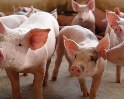 UE: abate de porcos aumenta nos primeiros quatro meses do ano
