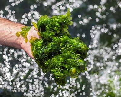 UE reforma leis para novos alimentos como insetos ou algas