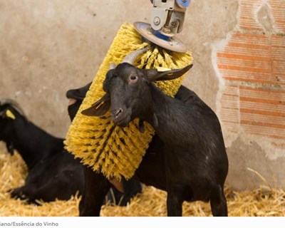 Um spa para cabras nas terras do Alvarinho