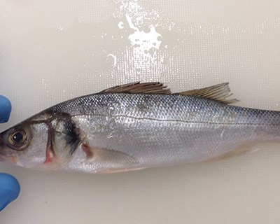 Universidade de Coimbra testa nova dieta para peixes carnívoros produzidos em aquacultura