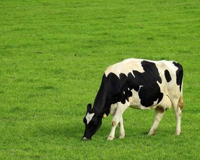 Vacas felizes produzem leite com mais cálcio