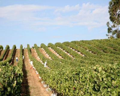 Vinhos espumantes produzidos no Ribatejo podem ter certificação Tejo