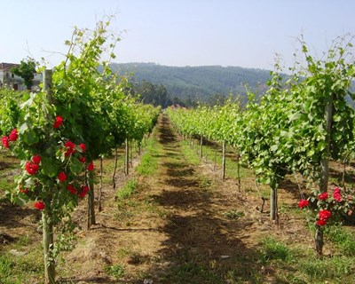 Vinhos portugueses distinguidos internacionalmente