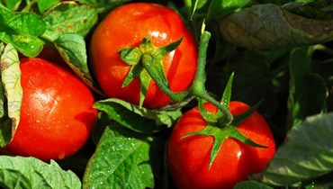 Empresas transformadoras de tomate aprovadas para campanha 2022