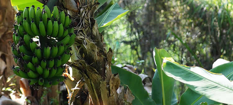 Valorização sustentável dos resíduos da cultura da banana