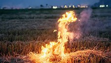 543 mil euros para apoiar agricultores afetados pelos incêndios