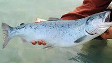 Comissão propõe novas quotas de pesca no Báltico