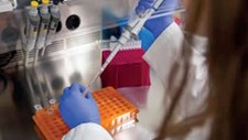 Estudo identifica bactéria prejudicial a culturas agrícolas