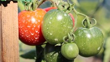 Europa vai simplificar regras relativas aos biocidas