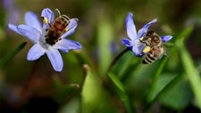 FAO alerta para perda de habitat das abelhas