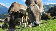 FAO vai lançar hub de inovação sobre pecuária