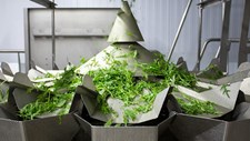 IA identifica proteínas vegetais com potencial emulsificante