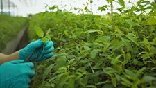 Nova legislação europeia de biotecnologia agrícola agrada setor alimentar