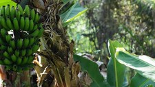Novas fronteiras para a potencial valorização sustentável dos resíduos da cultura da banana e da vinha