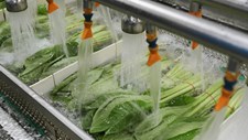 Plasma frio reforça segurança dos alimentos de origem vegetal