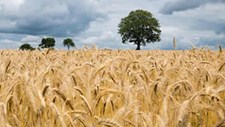 Lançado relatório para alavancar a cadeia de valor do agrifood