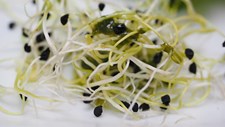 Surto multinacional de Salmonella associado a sementes de alfafa germinadas preocupa Europa