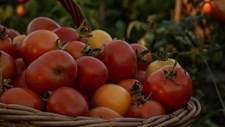 Transição alimentar discute-se a 24 de setembro em Lisboa