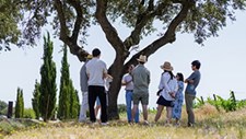 Viticultura regenerativa em debate a 16 de maio