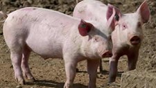 Workshop de Suinicultura a 10 de julho em Santarém