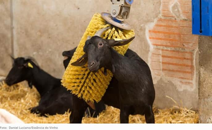 cabras