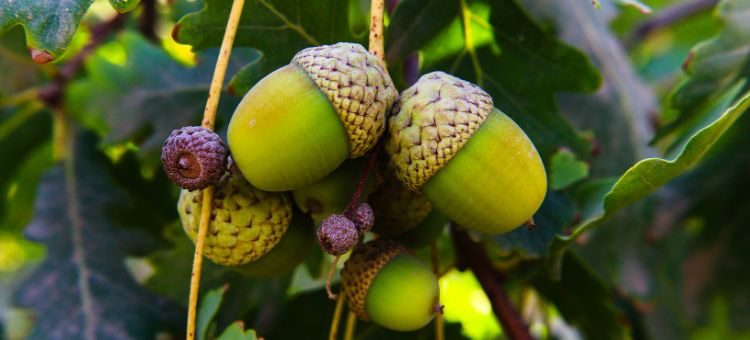Produtos alimentares diferenciadores à base de bolota
