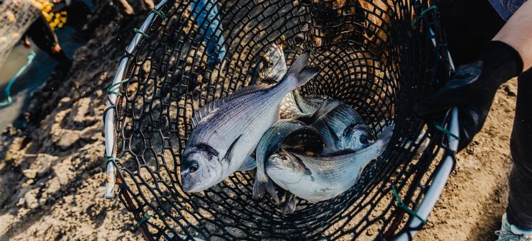 Aquicultura em Portugal: produção, tecnologia e desafios