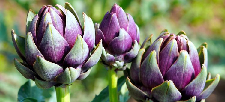 Interações planta-medicamento: da ciência à prática