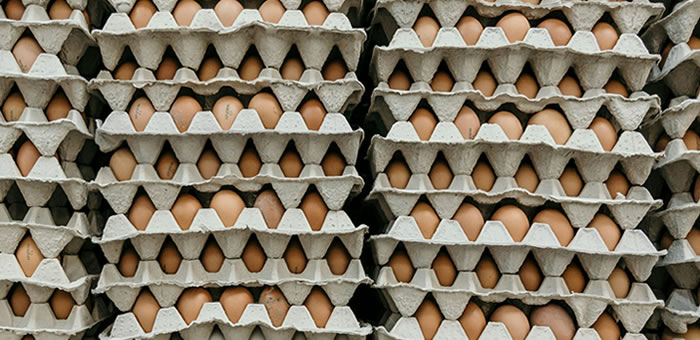 Salmonella em ovos polacos