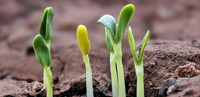 Programa Seedbed seleciona sete parceiros para responder a desafios alimentares globais