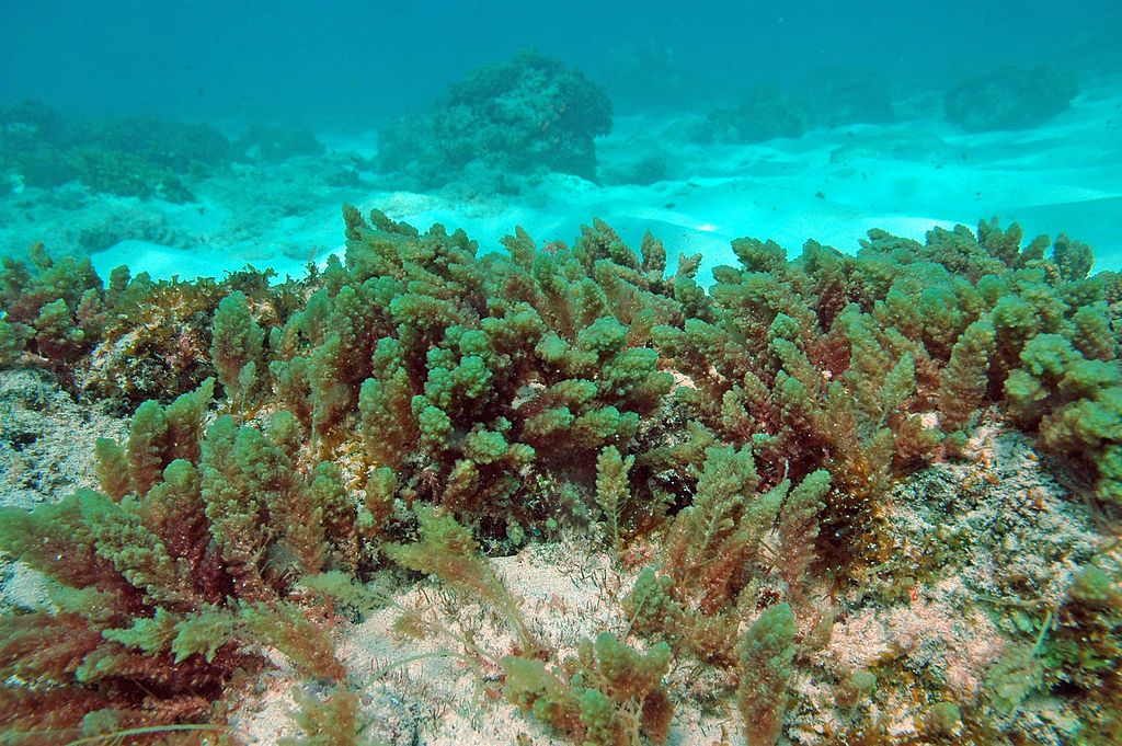 Aquacultura